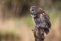 Tawny-Owl