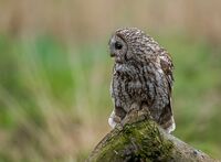 Tawny-Owl