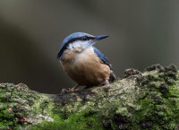 Nuthatch