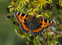 Small-Tortoiseshell