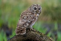 Tawny-Owl