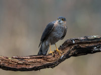 Sparrowhawk (m)