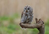 Tawny-Owl