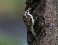 Treecreeper