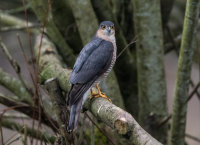 Sparrowhawk (m)