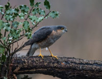 Sparrowhawk (m)