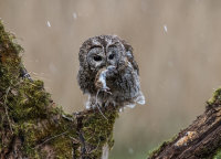 Tawny-Owl