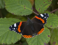 Red-Admiral