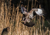 Buzzard