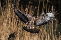 Buzzard