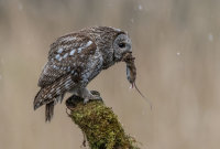 Tawny-Owl