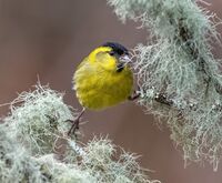 Siskin (m)