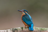Kingfisher (f)