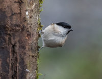 Marsh-Tit