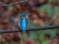 Kingfisher (f)