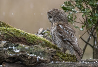 Tawny-Owl