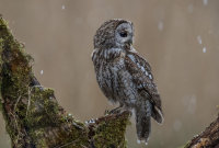 Tawny-Owl