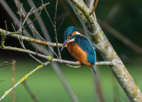 Kingfisher (f)
