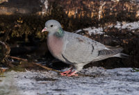 Stock-Dove