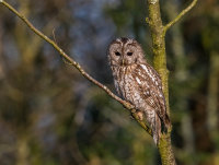 Tawny-Owl
