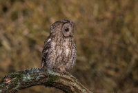 Tawny-Owl