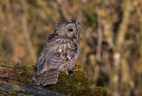 Tawny-Owl