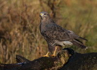 Buzzard