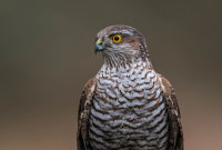 Sparrowhawk (f)