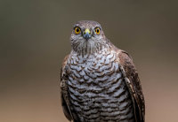 Sparrowhawk (f)