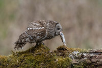 Tawny-Owl