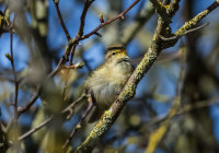Willow-Warbler