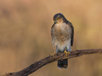 Sparrowhawk (f)