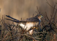 Sparrowhawk (f)