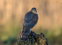 Sparrowhawk (f)