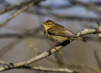 Willow-Warbler
