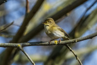 Willow-Warbler