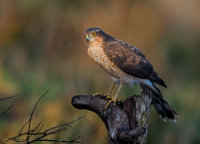 Sparrowhawk (f)