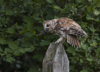 Tawny-Owl