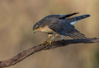 Sparrowhawk (f)
