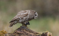 Tawny-Owl
