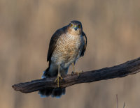 Sparrowhawk (f)