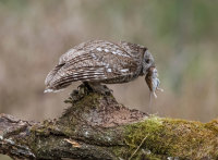 Tawny-Owl