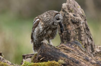 Tawny-Owl
