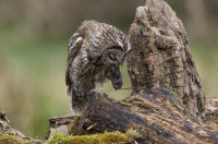 Tawny-Owl