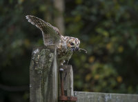 Tawny-Owl