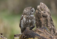 Tawny-Owl