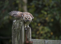 Tawny-Owl