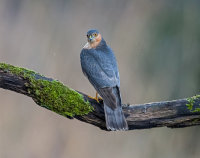 Sparrowhawk (m)