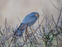 Sparrowhawk (m)