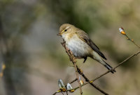 Willow-Warbler